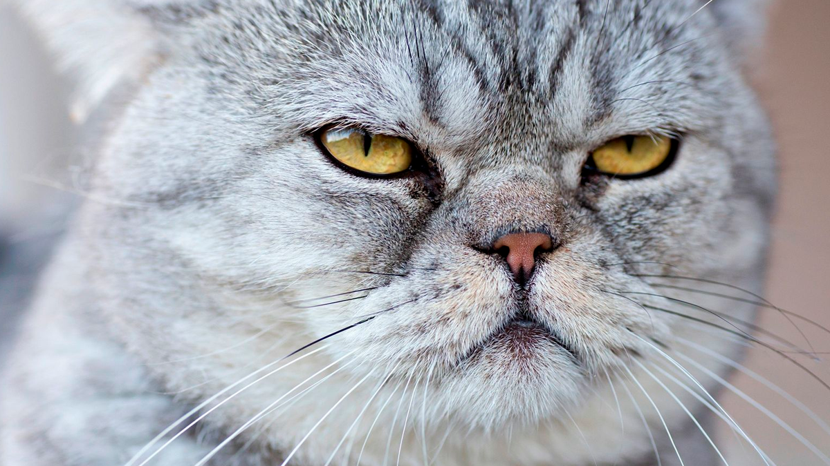 ¿Cuál es el gato más grande del mundo? ¿Cuál es el gato más grande del mundo?